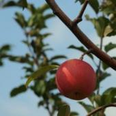 齋藤りんご農園