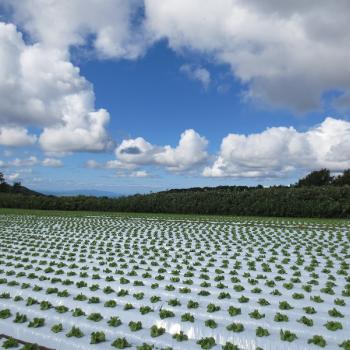 サニタスガーデンの約束