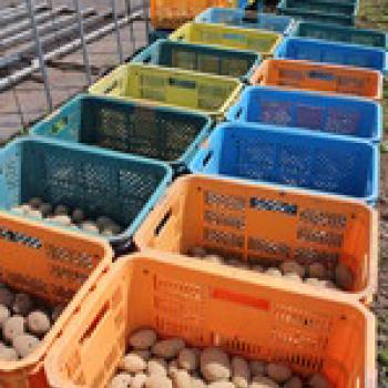 栽培している野菜と“雪室じゃがいも”の販売はコチラ！