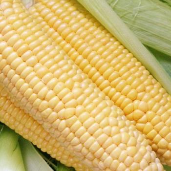 とうもろこし