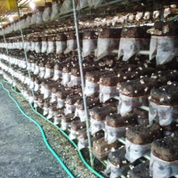 徹底した環境の管理、肉厚しいたけを栽培-三芳園-HARVEST MARKET参加しました！