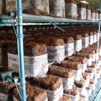 ぷりぷり！もちもち食感の秘密は徹底された管理から！