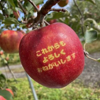 SDGsなりんごたち