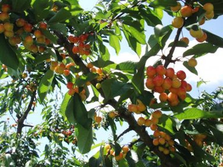 さくらんぼ狩りスタート！