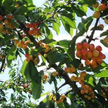 さくらんぼ狩りスタート！