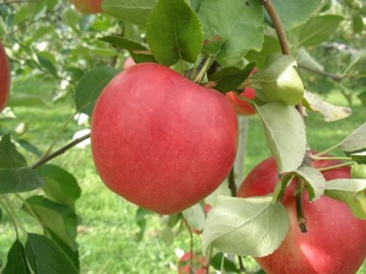 りんご「黄王」「さんさ」販売中！