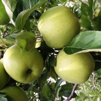 りんご「黄王」「さんさ」販売中！