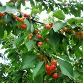 さくらんぼ狩りできます♫