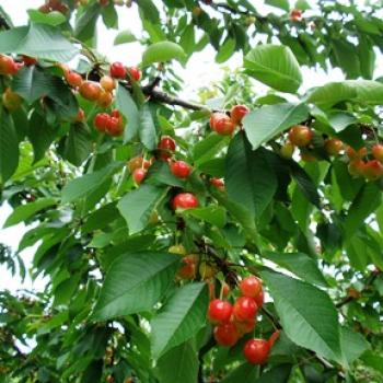 さくらんぼ狩りできます♫