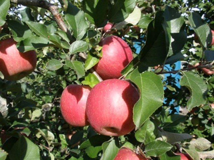 「葉とらずサンふじ」ご予約受付開始！