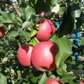 「葉とらずサンふじ」ご予約受付開始！