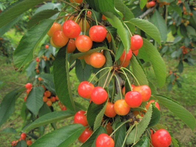 さくらんぼ狩りオープン！