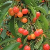 さくらんぼ狩りオープン！