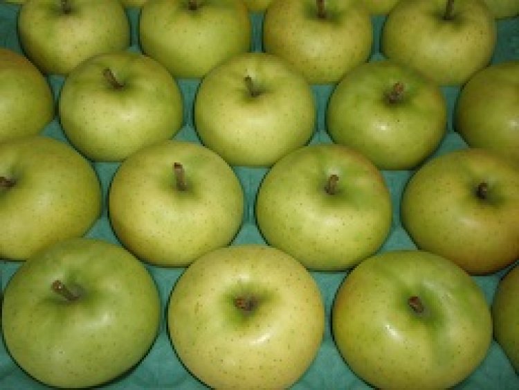 りんご販売はじまりました♪