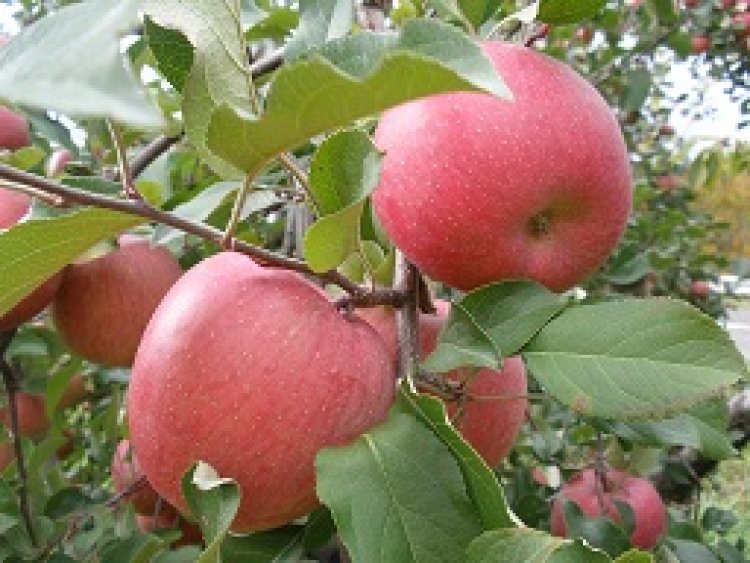 りんご販売はじまりました♪