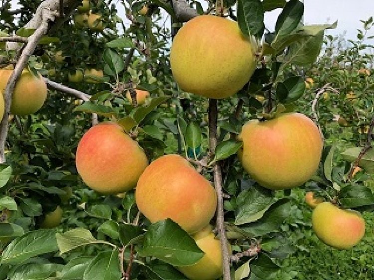 令和元年　りんご販売中