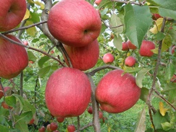 令和元年　りんご販売中