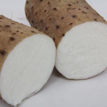 ながいも ながいも