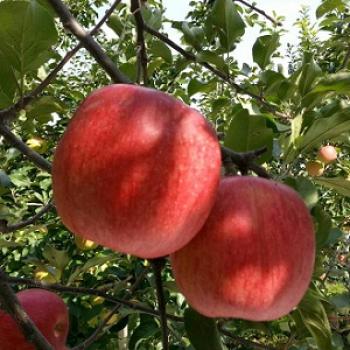 シナノスイート