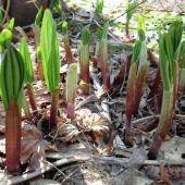「寿恵盛屋」～SUEMORIYA～山菜館