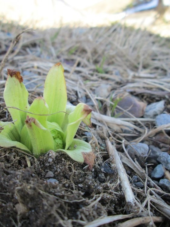 春＾＾ふきのとう◇