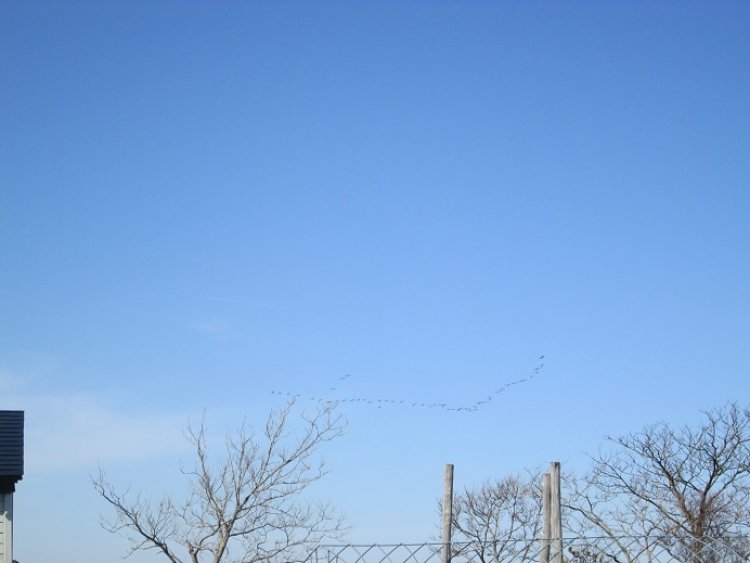 春＾＾ふきのとう◇