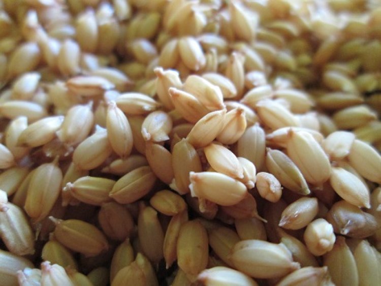 元気米の芽＾＾