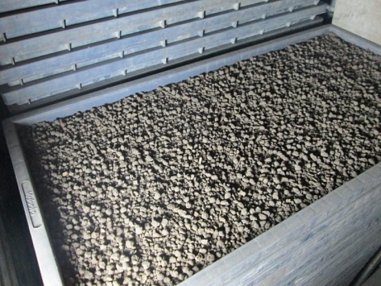 元気米の芽＾＾