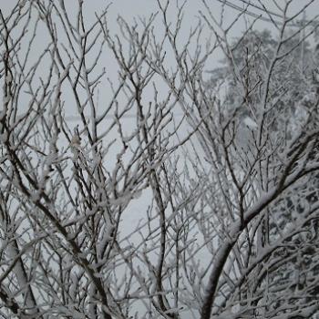 ＊春の雪＊