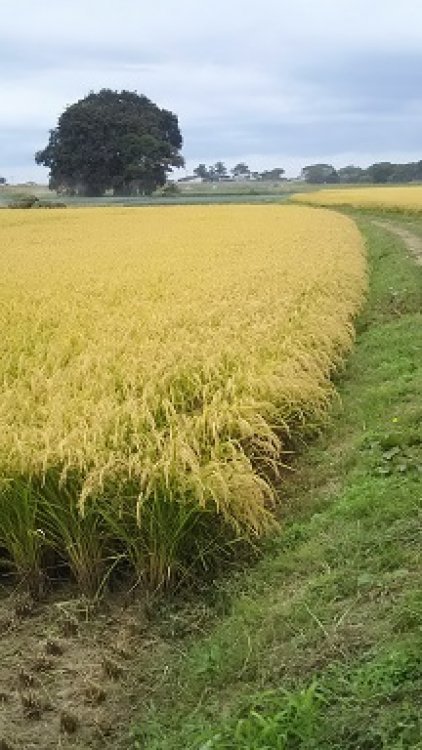 新米の季節になりました＾＾