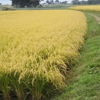 新米の季節になりました＾＾