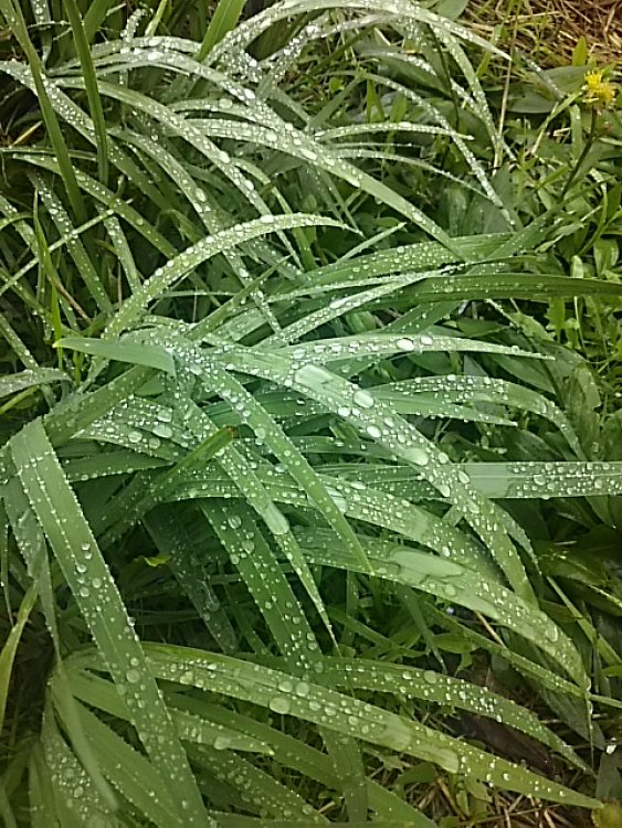 雨