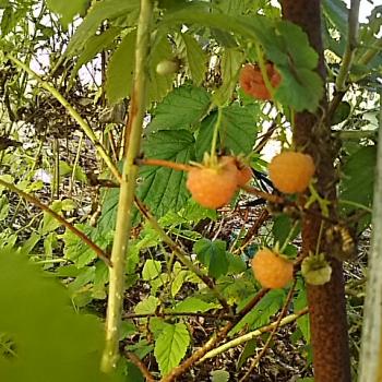 イエローラズベリー