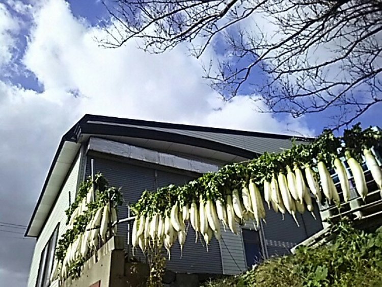 大根、干しましたθ