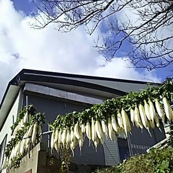 大根、干しましたθ