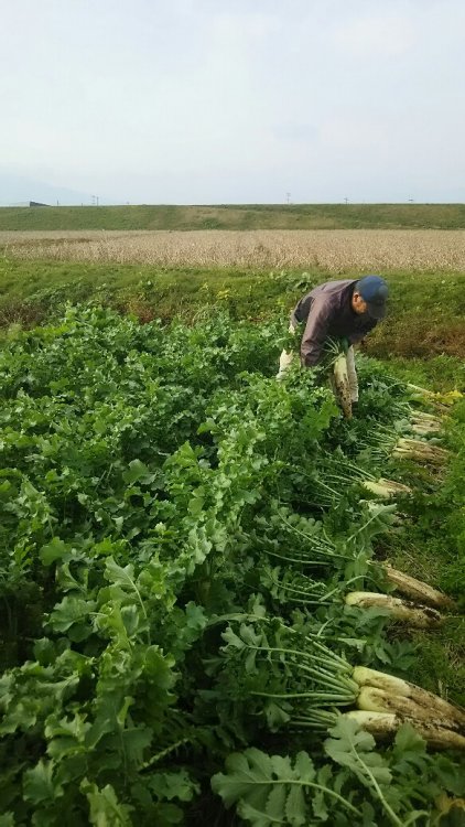大根掘り
