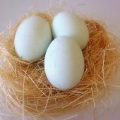 自社農場産　青いたまご入荷しております！