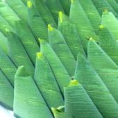 ♪♪♪お問合せ殺到★笹餅入荷中♪♪♪