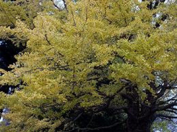 深浦町円覚寺銀杏