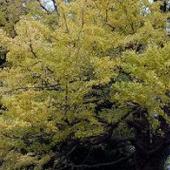 深浦町円覚寺銀杏