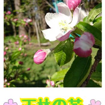 花は続くよどこまでも♪