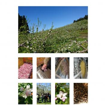 人工受粉体験&実すぐり(摘果)体験