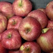 雪室りんご～継続販売中～