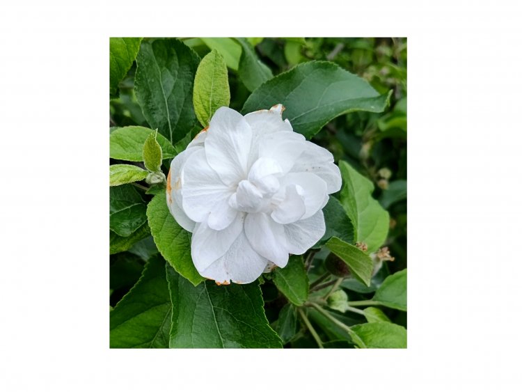 遅咲きのりんごの花は。。。