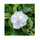 遅咲きのりんごの花は。。。