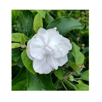 遅咲きのりんごの花は。。。