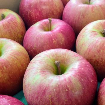 葉とらずサンふじ