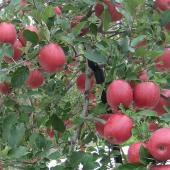 小さな農園 さいとう