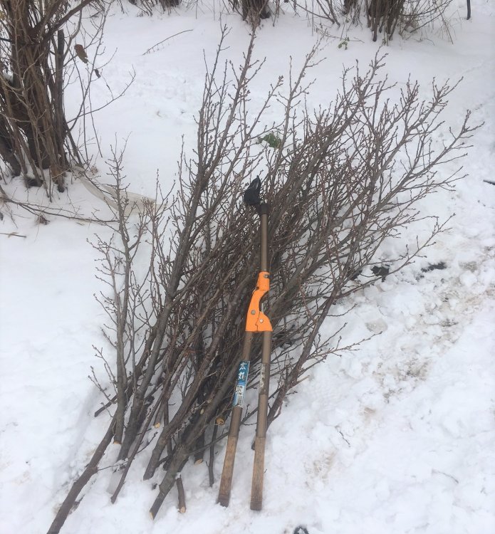 2016年度産 啓翁桜(けいおうざくら)について