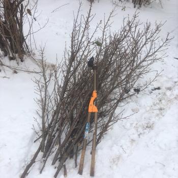 2016年度産 啓翁桜(けいおうざくら)について